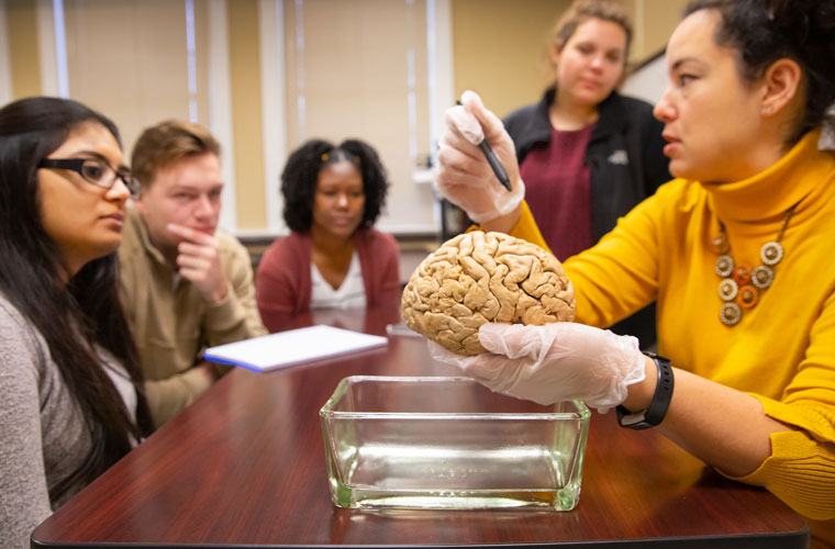 Research undergraduates at the University of Louisiana at Lafayette studying neurobiology