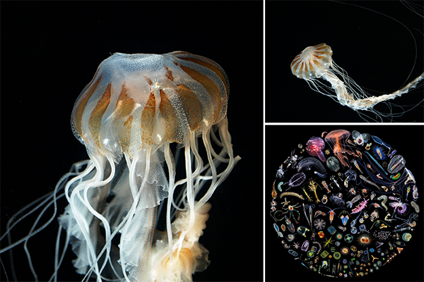 Various plankton specimens, including jellyfish